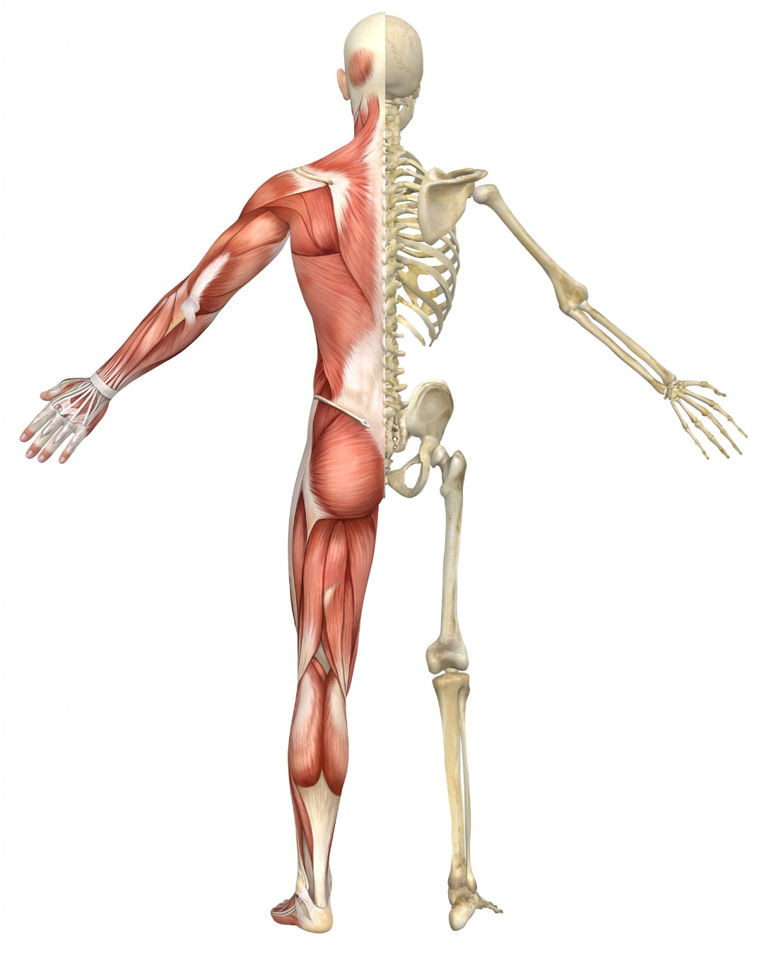 skeleton2